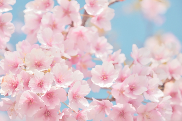 桜