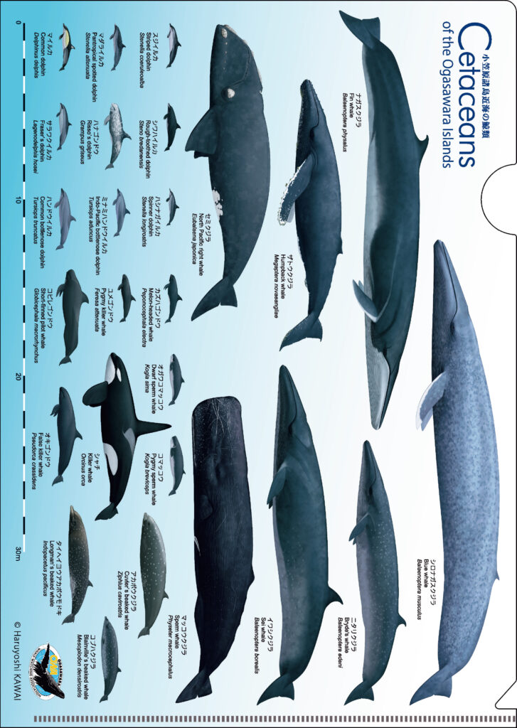 一般社団法人小笠原ホエールウォッチング協会様